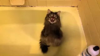 Maine Coon demands Baby Bath