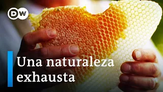 Agroquímicos amenazan abejas y cultivos | DW Documental