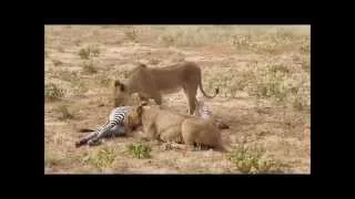 Unpredictable fight between lions and zebras - Saruni Samburu