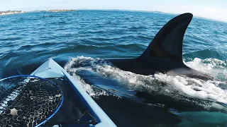 Insane Killer Whale Encounter