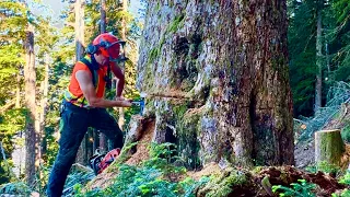 Smashin' & Jackin' | Felling 5ft Hemlock above Heli-Pad