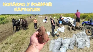 Копаємо картоплю у родичів Кіньми!!! Оце вродила 🥔 Польська картоплекопачка‼️