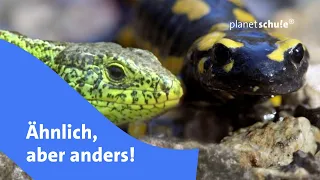 Vorsicht vor Verwechslung: Eidechse vs. Salamander! - Frage trifft Antwort | planet schule
