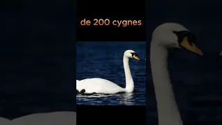 Des cygnes finissent en désintox ?! (Insolite)