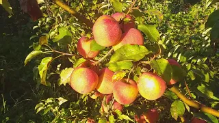 Урожайность, которая завораживает. Яблоня сорт зимний Пинова (apple Pinova)