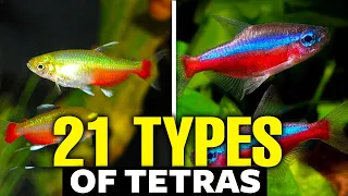 21 Types of Tetras For Aquariums 🐟