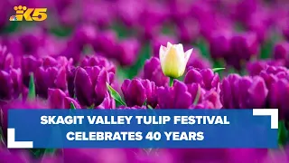 5 things to know before going to Skagit Valley Tulip Festival
