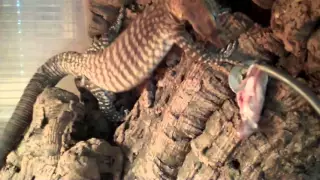 Freckled Monitors Lizards Nov 2015