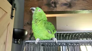 Coco the Parrot enjoying Hamilton's King George (her favorite songs)