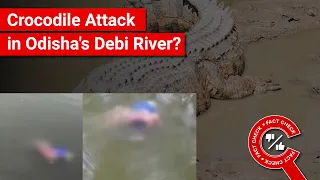 FACT CHECK: Does Video Show Crocodile Attack Woman in Odisha's Debi River/Gorakhpur Ramgarh Tal?