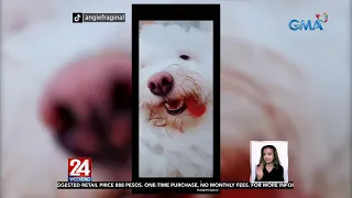 Asong Maltese, patok online dahil sa 'landi pose' | 24 Oras