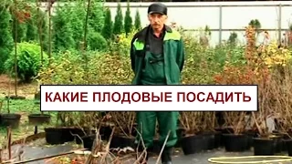 Какие плодовые посадить в саду