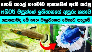 ෆයිටර් මසුන්ගේ ඔයා නොදන්න ඉතිහාස කතාව | The history of Wild betta (Fighter fish)