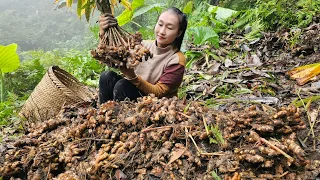 Harvesting 40 kg of ginger goes to market sell - Make food for pigs | Ly Thi Tam