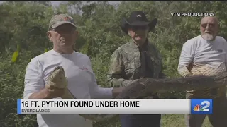 16-foot python found under home in Everglades