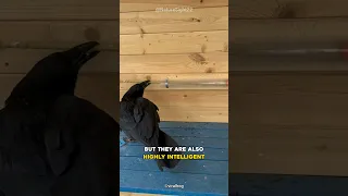 Crow Is Smarter Than A 7 Year Old