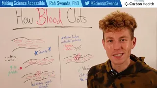 How do Blood Clots Form?