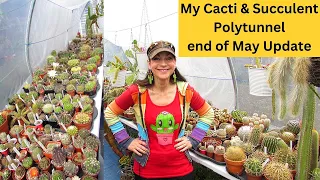 My Cacti & Succulent Polytunnel Collection end of May Update #cactuscollection #cactus #cacti