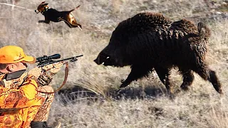 DEV AZILI YABAN DOMUZU AVI, DOMUZ KÖPEĞİ KESTİ, BEST WILD BOAR HUNTING, HOG HUNTS, PIG HUNTER,