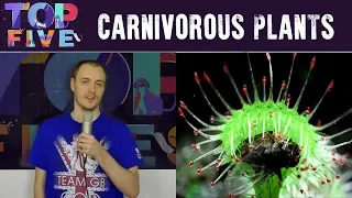 Top 5 Amazing Carnivorous Plants you should AVOID