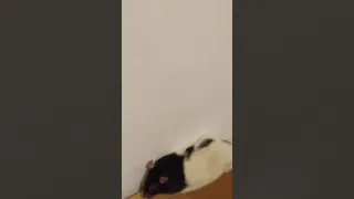 Крысик отдыхает
