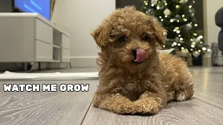 Toy Poodle Puppy To Fully Grown Adult Time Lapse