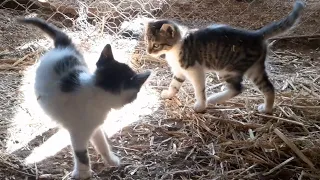 Need a Smile ? Watch Playful Kittens Now 😍