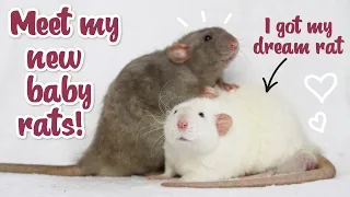 My new baby Rats! What it's like going to a reputable breeder