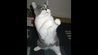 😺 Now I’ll teach you how to fight! 🐈 Funny video with cats and kittens! 😸