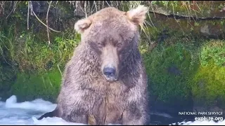 Katmai Brooks Falls Cam. Bear 151 moves bear 480, Otis, out from his office.  09.25.2023