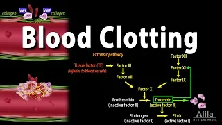 Hemostasis: Control of Bleeding, Coagulation and Thrombosis, Animation