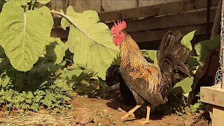 ASSOMBRAÇÃO, TEM GENTE QUE NÃO ACREDITA