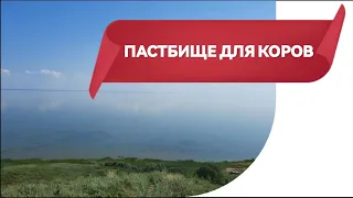 Повышение мощности электропастуха для большего контроля над стадом