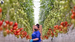 🍅Cosecha de tomate - Cómo la agricultora estadounidense gana millones de dólares a partir de tomates