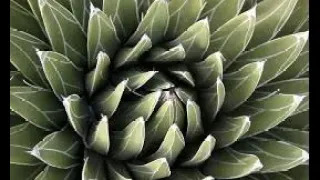 Winter HARDY AGAVE utahensis seeds growing hardy agave How to grow Agave in a cold climate plant