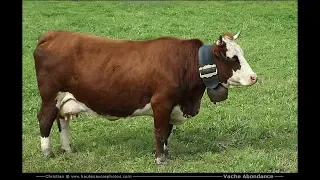 Vache d'Abondance : La Descente des Alpages - Grenoble, France