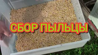 Сбор пыльцы донными пыльцесборниками.