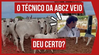 AVALIAÇÃO GENÉTICA DA ABCZ para GADO PURO (GADO PO BOVINOS DE CORTE) - ABCZ #PARTE2