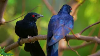 The sound of the koel, the music of the piano and the rhythm of the wind gives pleasure to the mind