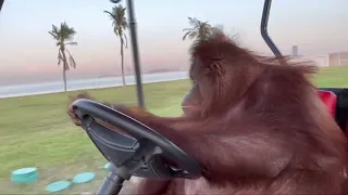 Orangutan Drives Golf Miami Orang-outan