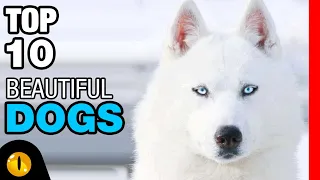 TOP 10 BEAUTIFUL DOG BREEDS