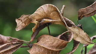 Фантастический листохвостый геккон или сатанинский геккон