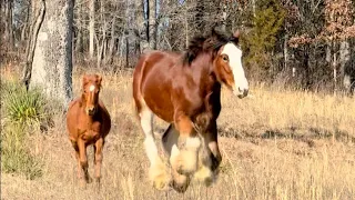 A DAY IN THE LIFE OF OLIVER AND FOALS - Rescued Clydesdale Video Compilation