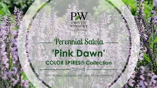 Pink Dawn Salvia | Walters Gardens