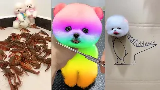 Mini Pomeranian - Cute and Funny Pomeranian Videos (2021)
