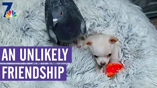 Unlikely Friendship Forms Between Chihuahua, Pigeon | What's Up?