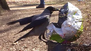 Krähe zaubert aus der Tonne  Intelligent Crow