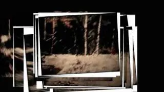 Early Frames of the Bigfoot PGF (Patterson-Gimlin Film), Slowed-Down Version