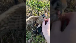 Our most viral video yet. Churro had a good grip on this starling’s neck and it had her by the beak!