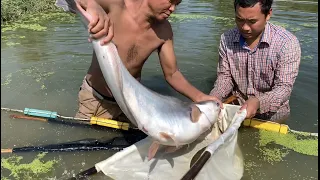 Pangasius Fish || Catching Pangasius Big Fish || Fish Farming at Home